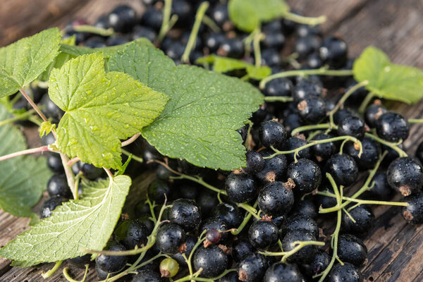 Black currant - fresh fruit in the garden on a wooden background.