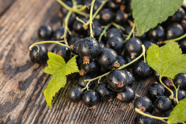 Black currant - fresh fruit in the garden on a wooden background.