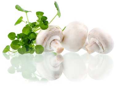 Şampiyonlar. Farklı taze mantar türleri.