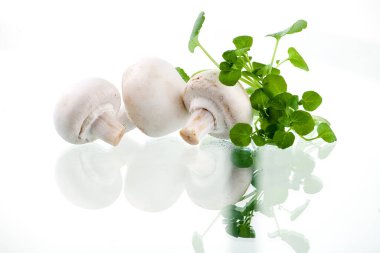 Şampiyonlar. Farklı taze mantar türleri.