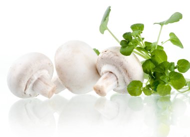 Şampiyonlar. Farklı taze mantar türleri.