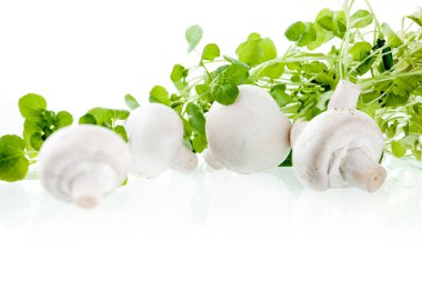 Şampiyonlar. Farklı taze mantar türleri.