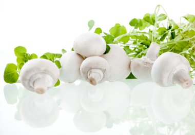 Şampiyonlar. Farklı taze mantar türleri.