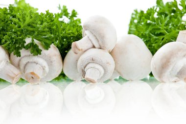 Şampiyonlar. Farklı taze mantar türleri.