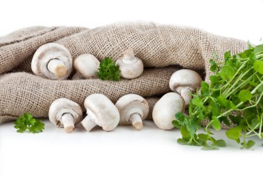 Şampiyonlar. Farklı taze mantar türleri.