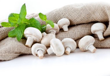 Şampiyonlar. Farklı taze mantar türleri.