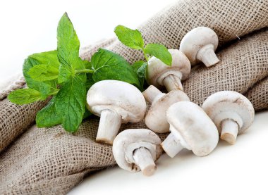 Şampiyonlar. Farklı taze mantar türleri.