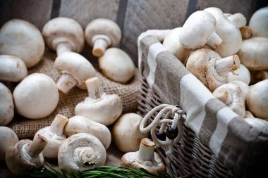 Şampiyonlar. Farklı taze mantar türleri.