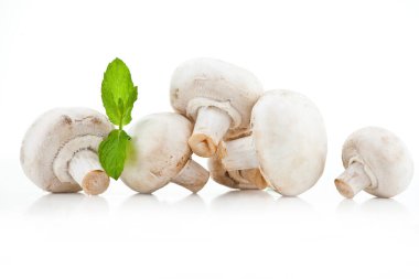 Şampiyonlar. Farklı taze mantar türleri.