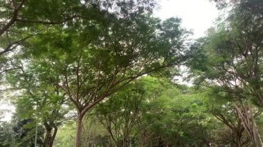 Ağaçlar ve bahçede çiçek