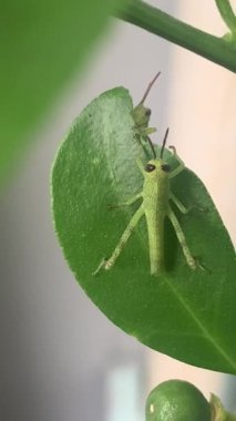 Yeşil çekirge portakal yaprağında poz veriyor hafif esintiyle savruluyor