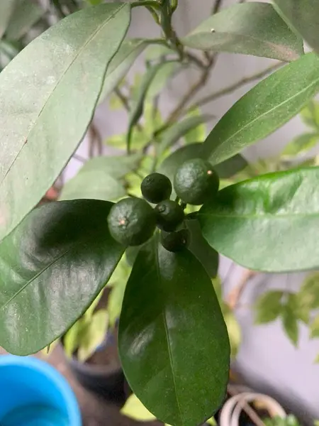 Stock image Sunkist orange fruit is still small on the tree