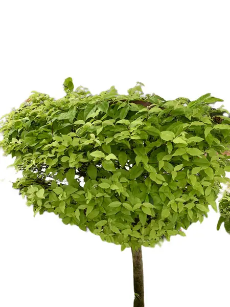 Bonsai ağacı beyaz arka planda 