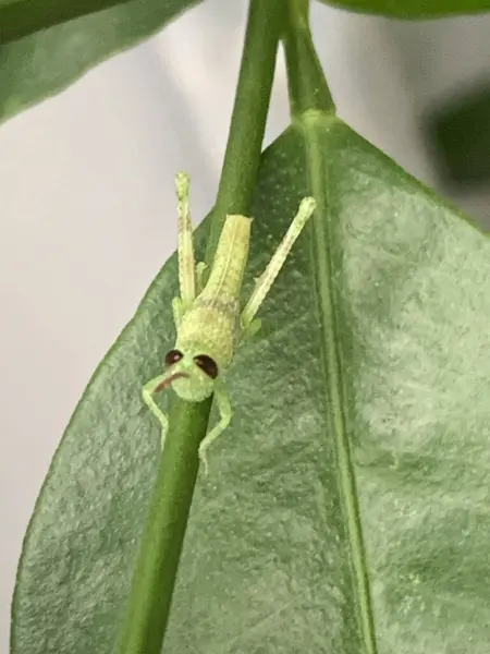 Yeşil çekirge yaprağın üzerinde duruyor.