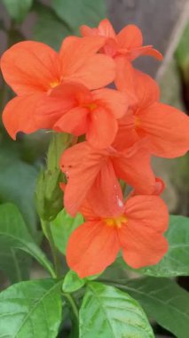Parkta havai fişek (Crossandra nilotica)