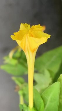 Meleğin Trompet Çiçeği (Brugmansia arborea))