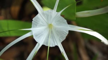 Beyaz çiçekli bitki (Plaj örümceği nilüferocallis littoralis)