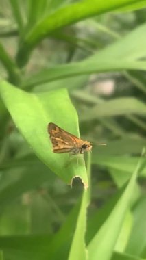 Kanatları kapalı ve uzun antenleri görülebilen kahverengi bir kelebeğin ayrıntılı yakın çekimi.