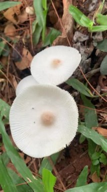 Orman zemininde büyüyen beyaz mantarlar