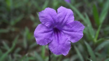 Ruellia Simplex 'in çiçek açan fabrikasını kapatın.