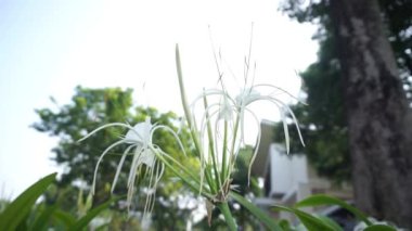 Beyaz çiçekli bitki (Plaj örümceği nilüferocallis littoralis)