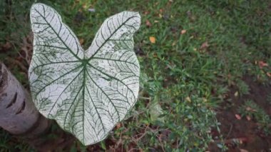 Bir Bahçede Beyaz ve Yeşil Caladium Yaprağına (Caladium bicolor) yakın plan