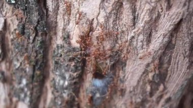 Ağaç Kabuğundaki Karıncalar: Doğal Yaşam Alanı