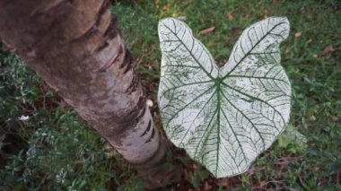 Bir Bahçede Beyaz ve Yeşil Caladium Yaprağına (Caladium bicolor) yakın plan