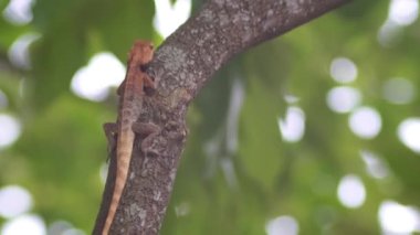 Doğal Yaşam Alanında Ağaç Gövdesinde Kamuflajlı Kertenkele