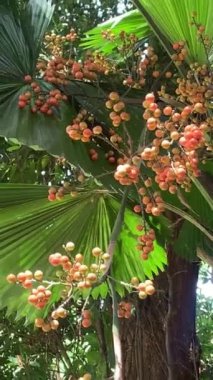 Palmiye yaprakları arasında tropikal meyveler