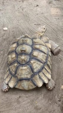 Ayrıntılı Kabuk Örnekleri Olan Büyük Kaplumbağanın Yakın Çekimi