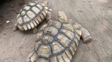 Ayrıntılı Kabuk Örnekleri Olan Büyük Kaplumbağanın Yakın Çekimi