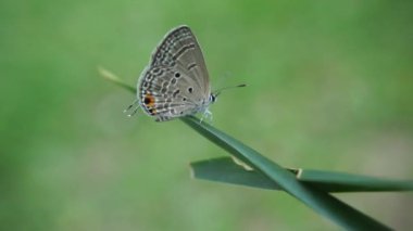 Yaprağın üzerine tünemiş narin Kelebek