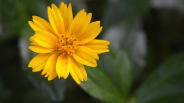 Doğada açan canlı sarı kır çiçeğinin yakın çekimi.