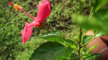 Dolu Açan Kırmızı Hibiscus
