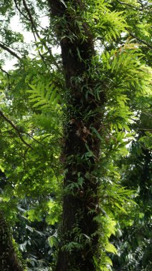 Sabahları yemyeşil bir orman Ağaçlar, bitkiler ve huzurlu bir orman yolu