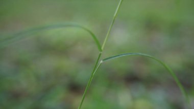 A close-up view of green grass with nature and summer elements clipart