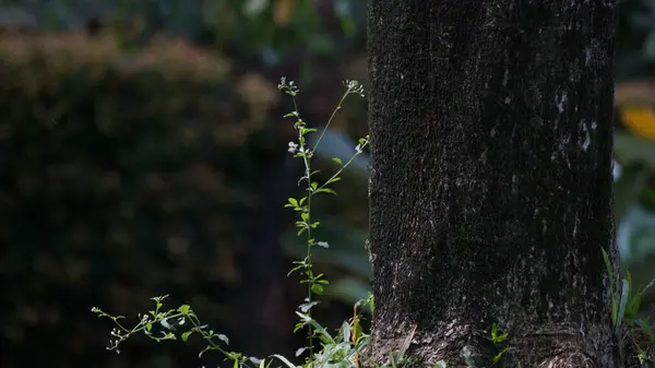 Güneşli bir ormanda yosun kaplı bir huş ağacının yanında küçük bir bitki.