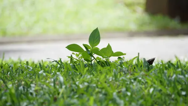 Doğal bir bahçe ortamında sabah çiği damlayan taze yeşil çimenlerin yakın çekimi.