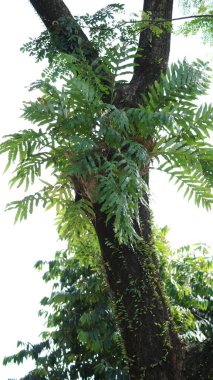 Palmiye ağaçları ve canlı yeşil yapraklarıyla yemyeşil bir orman.