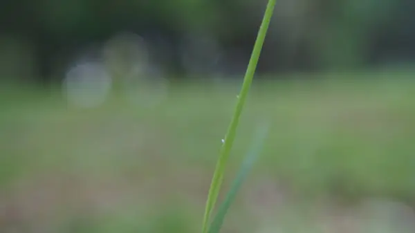 Çiçekli bir bahçede yeşil çimlerde parlayan çiy damlalarının yakın çekimi