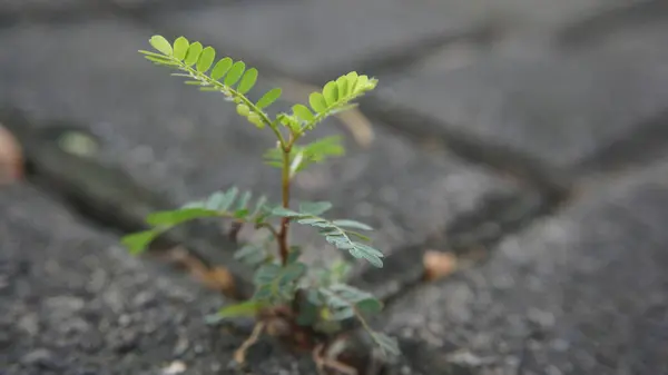 Bahçe toprağında yetişen yeni bir filizlenme. Doğayla ve canlı yaşamla çevrili.