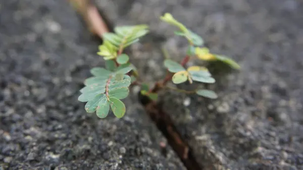 Bahçe toprağında yetişen yeni bir filizlenme. Doğayla ve canlı yaşamla çevrili.