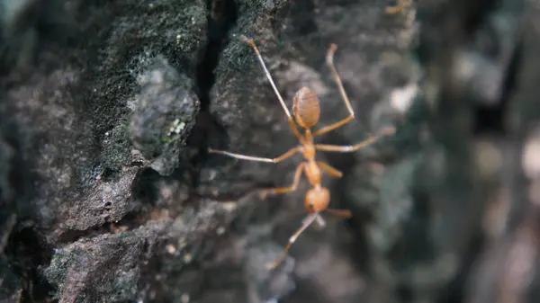 Yerdeki kırmızı karıncayı yakın plan ve doğal bir ortamda ağaç.