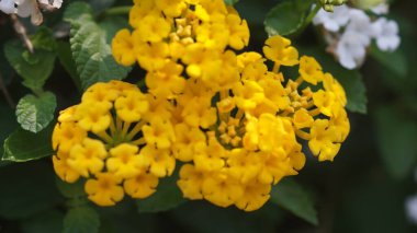 Golden Cluster of Lantana Blooms (Common lantana-Lantana camara) clipart