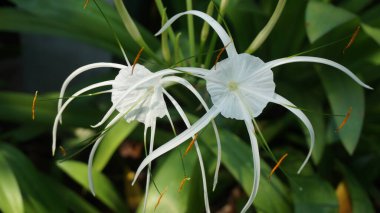 Beyaz çiçekli bitki (Plaj örümceği nilüferocallis littoralis)