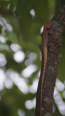 Doğal Yaşam Alanında Ağaç Gövdesinde Kamuflajlı Kertenkele