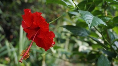 Canlı Kırmızı Hibiscus (Çin amfibiscus-Hibiscus rosa-Sinensis Cooperi) in Full Bloom