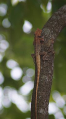 Camouflaged Lizard on Tree Trunk in Natural Habitat	 clipart