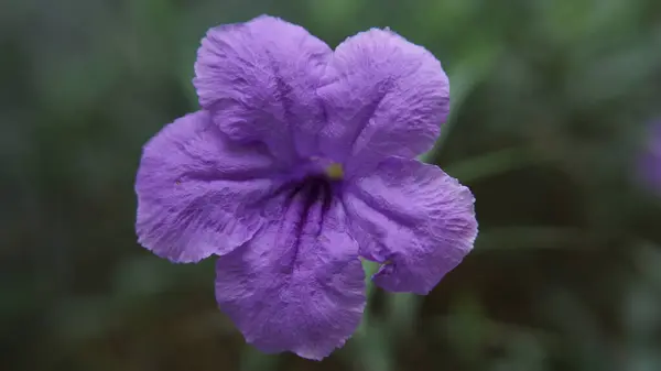 Ruellia Simplex 'in çiçek açan fabrikasını kapatın.